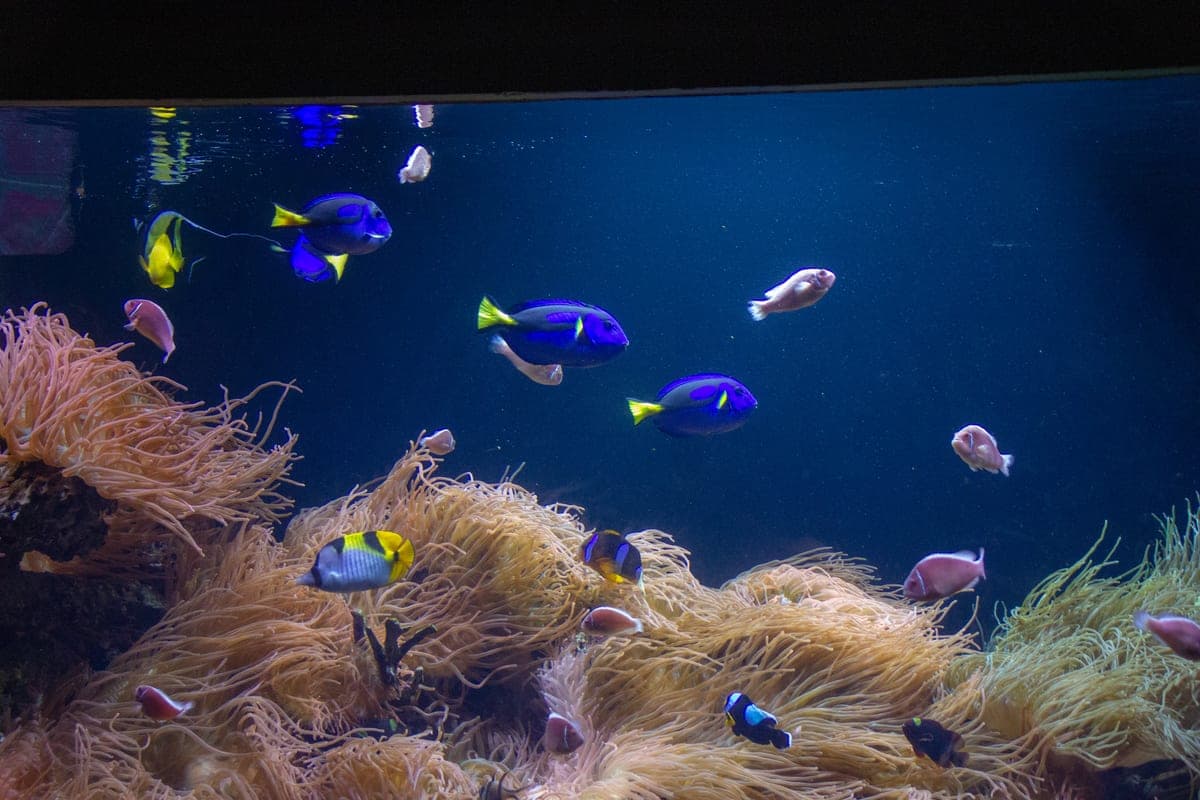Long Island Aquarium, Long Island, USA.