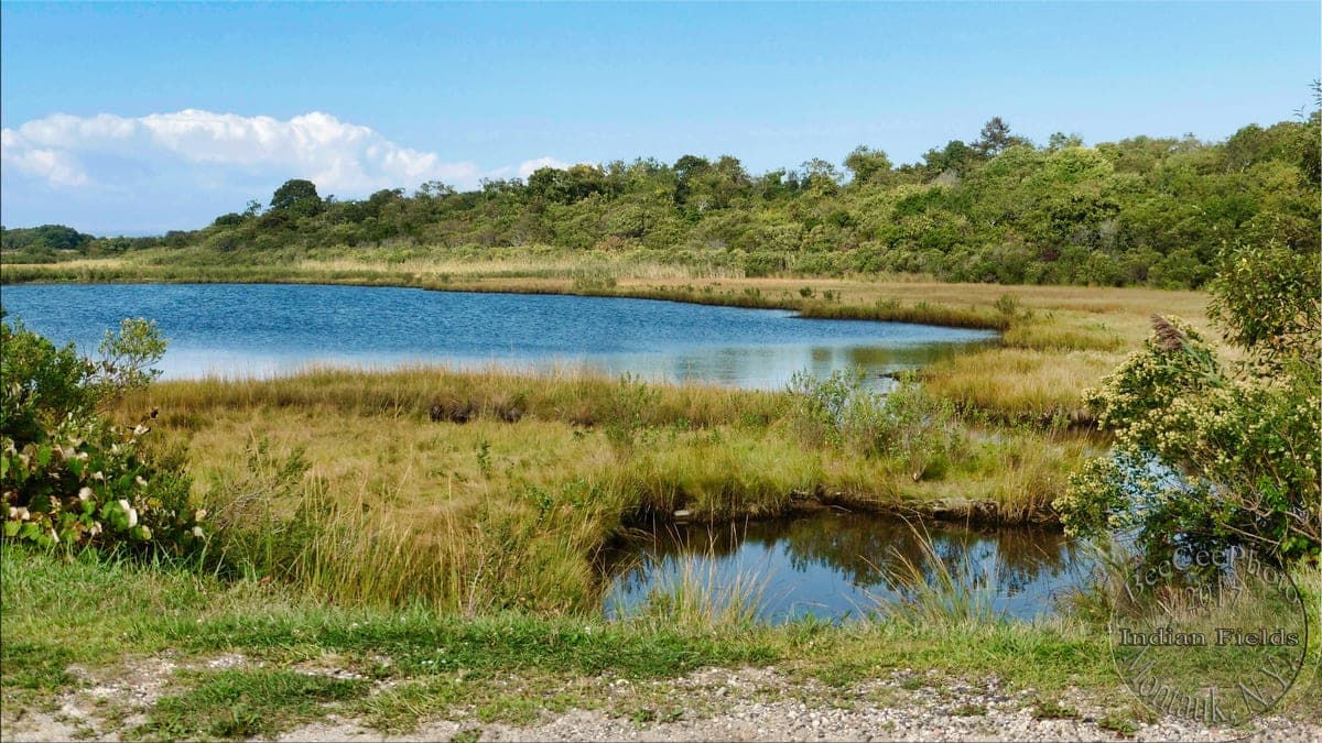 Big Reed Pond on the Indian Fields nature trail in Montauk, its open water fringed by salt marsh grass under summer scrub oak.