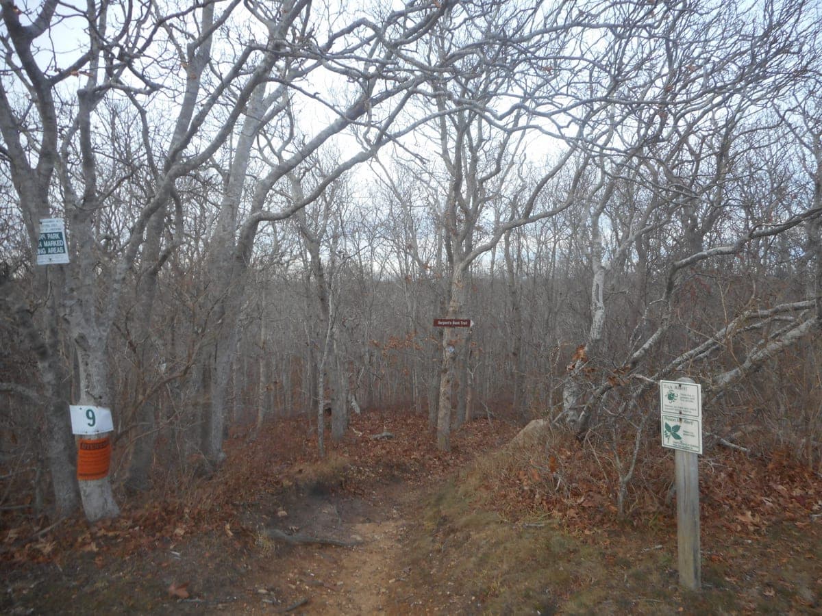 The entrance to the Serpent's Back Trail at the Hither Hills West Overlook — a sand path into bare winter oak, with a numbered post and an orange blaze.