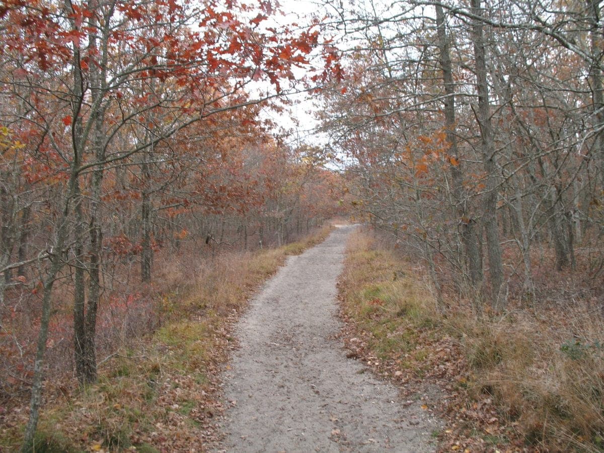 The old Long Island Rail Road bed through the Long Pond Greenbelt, a sand track running straight into oak woods in red autumn colour.