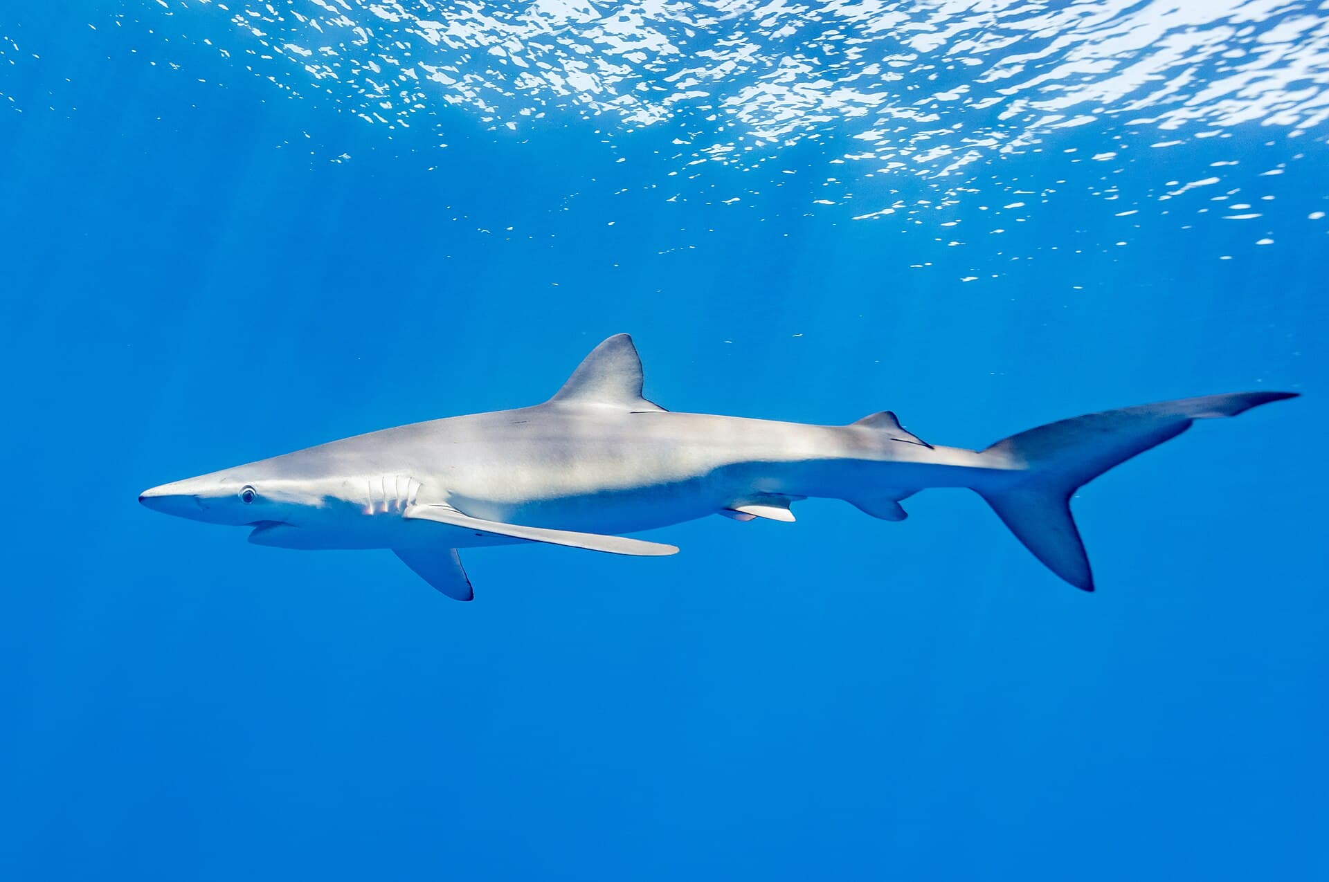 Blue Shark (Prionace glauca)