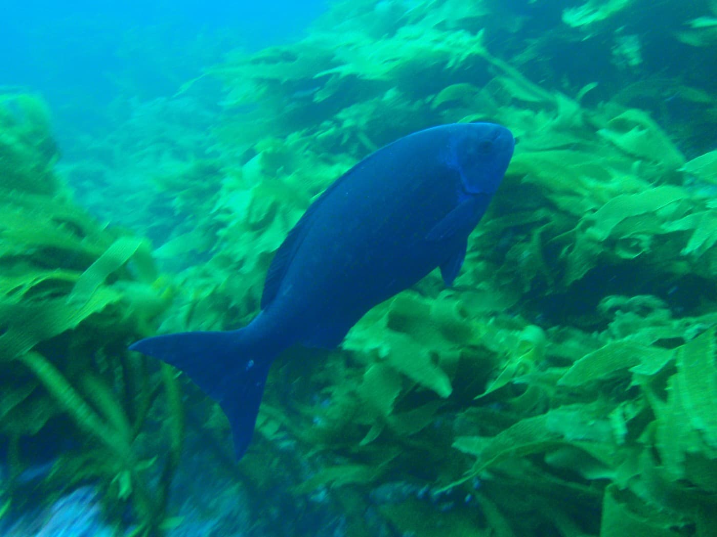 Bluefish (Pomatomus saltatrix)