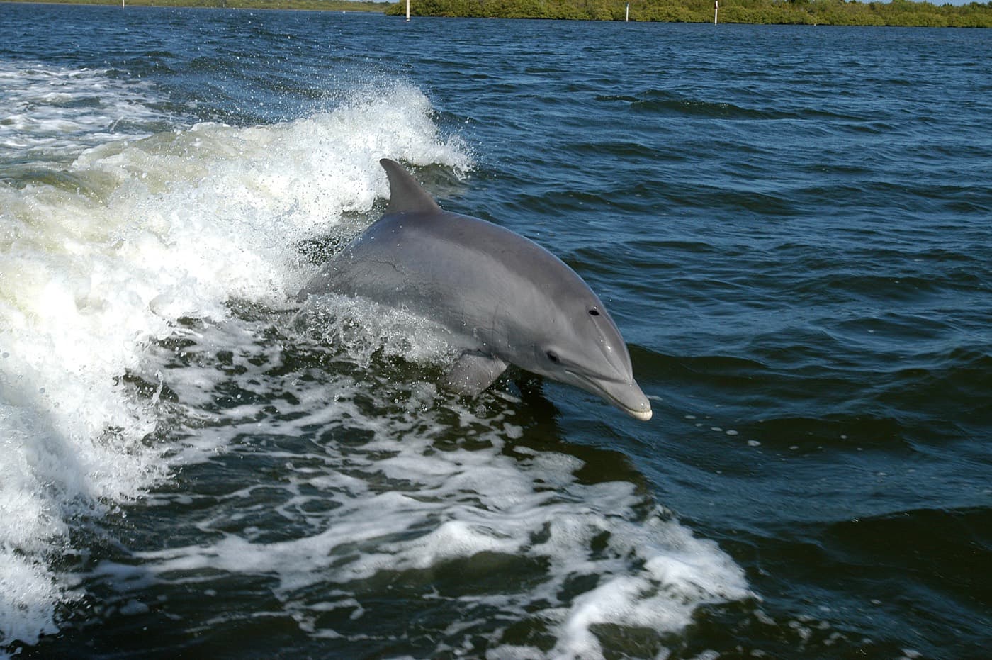 Bottlenose Dolphin (Tursiops truncatus)
