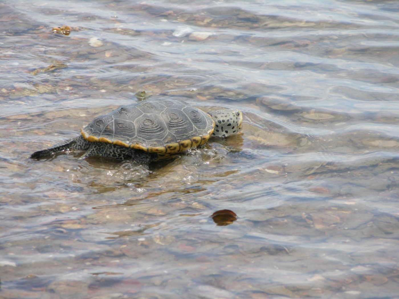 Diamondback Terrapin (Malaclemys terrapin)