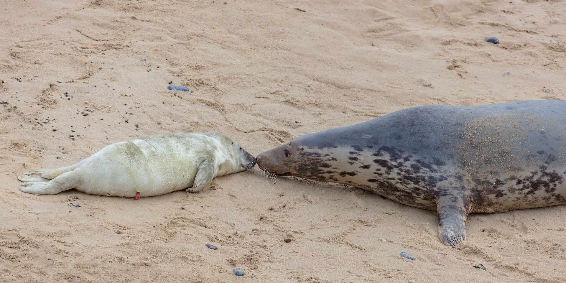 Gray Seal (Halichoerus grypus)