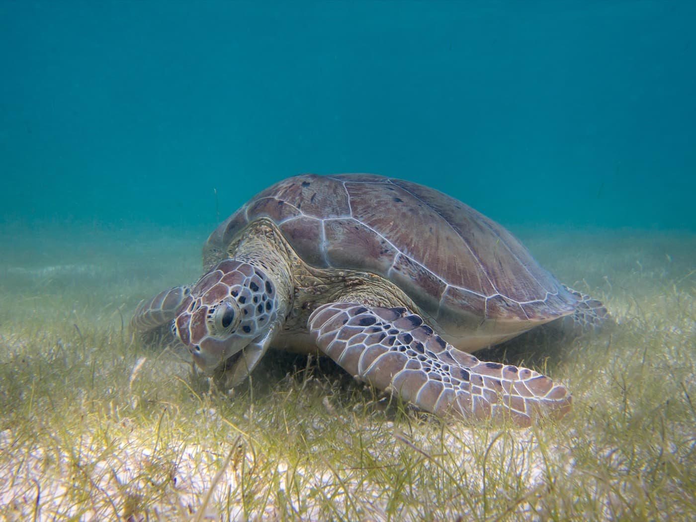 Green Sea Turtle (Chelonia mydas)