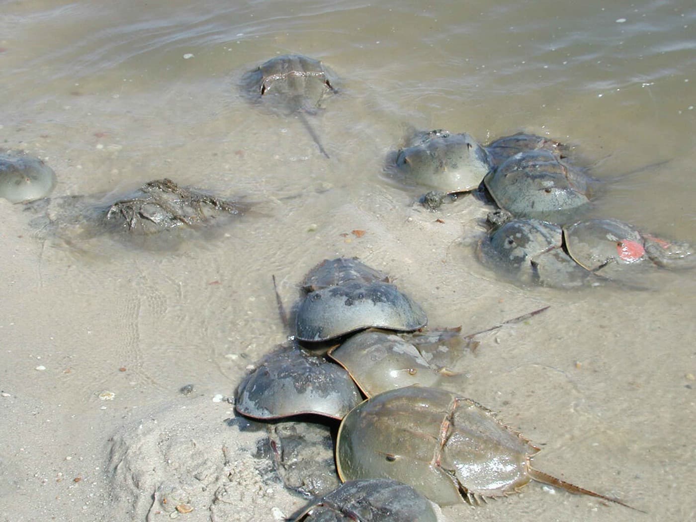 Atlantic Horseshoe Crab (Limulus polyphemus)