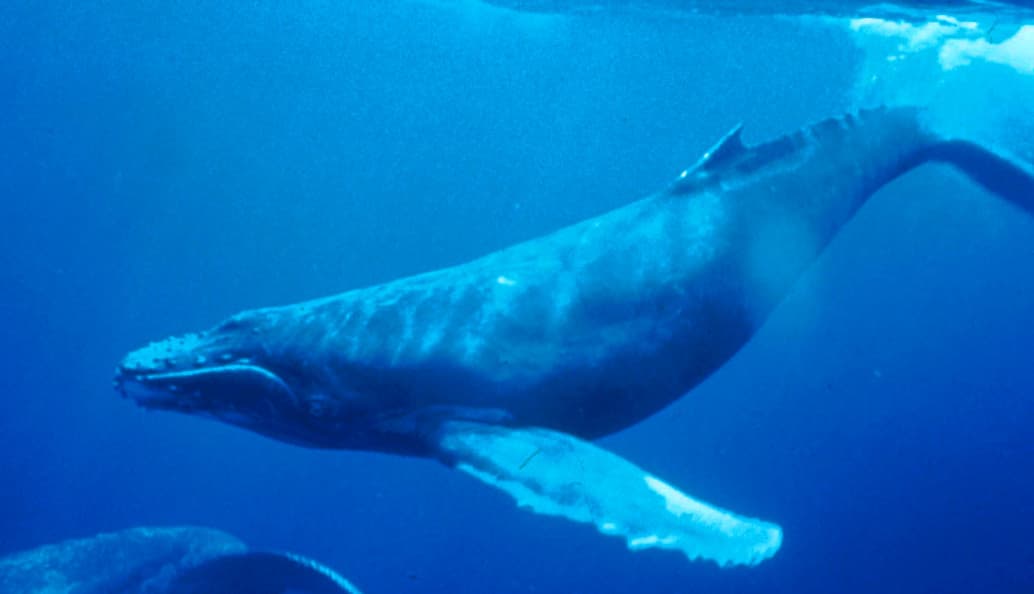 Humpback Whale (Megaptera novaeangliae)