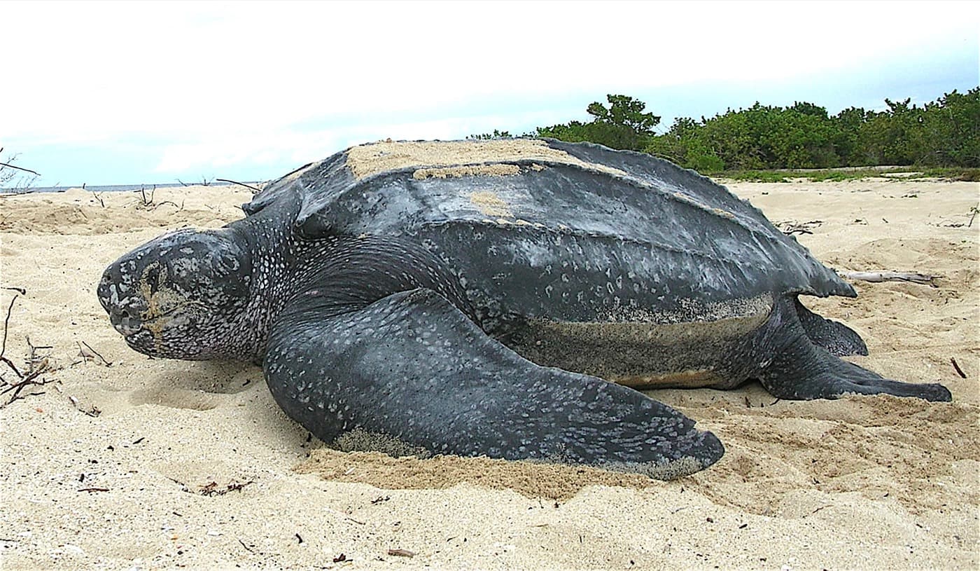 Leatherback Sea Turtle (Dermochelys coriacea)