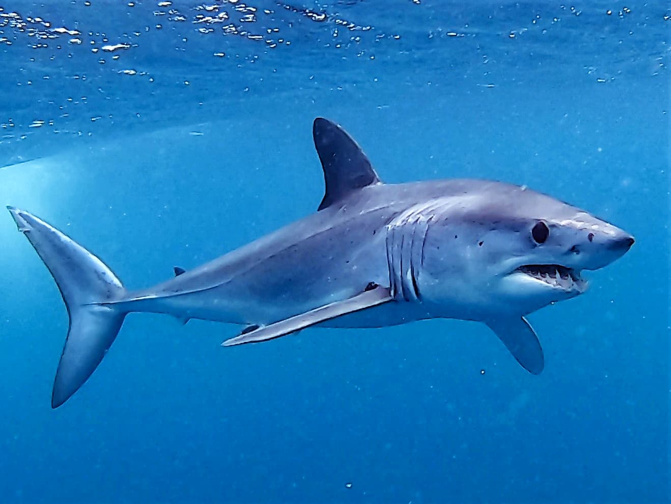 Shortfin Mako Shark (Isurus oxyrinchus)