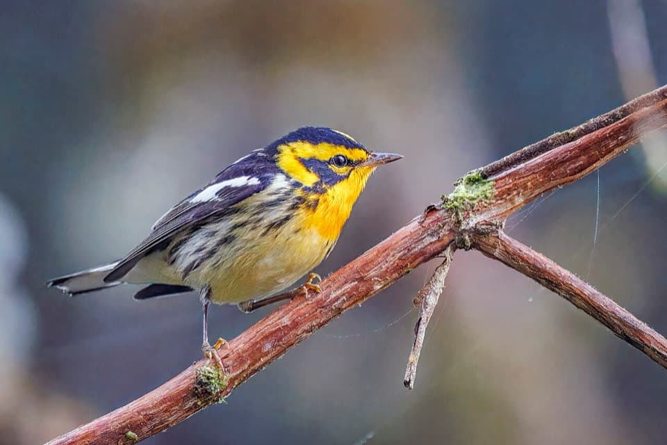 Migratory Songbirds (spring/fall) (Passeriformes spp.)