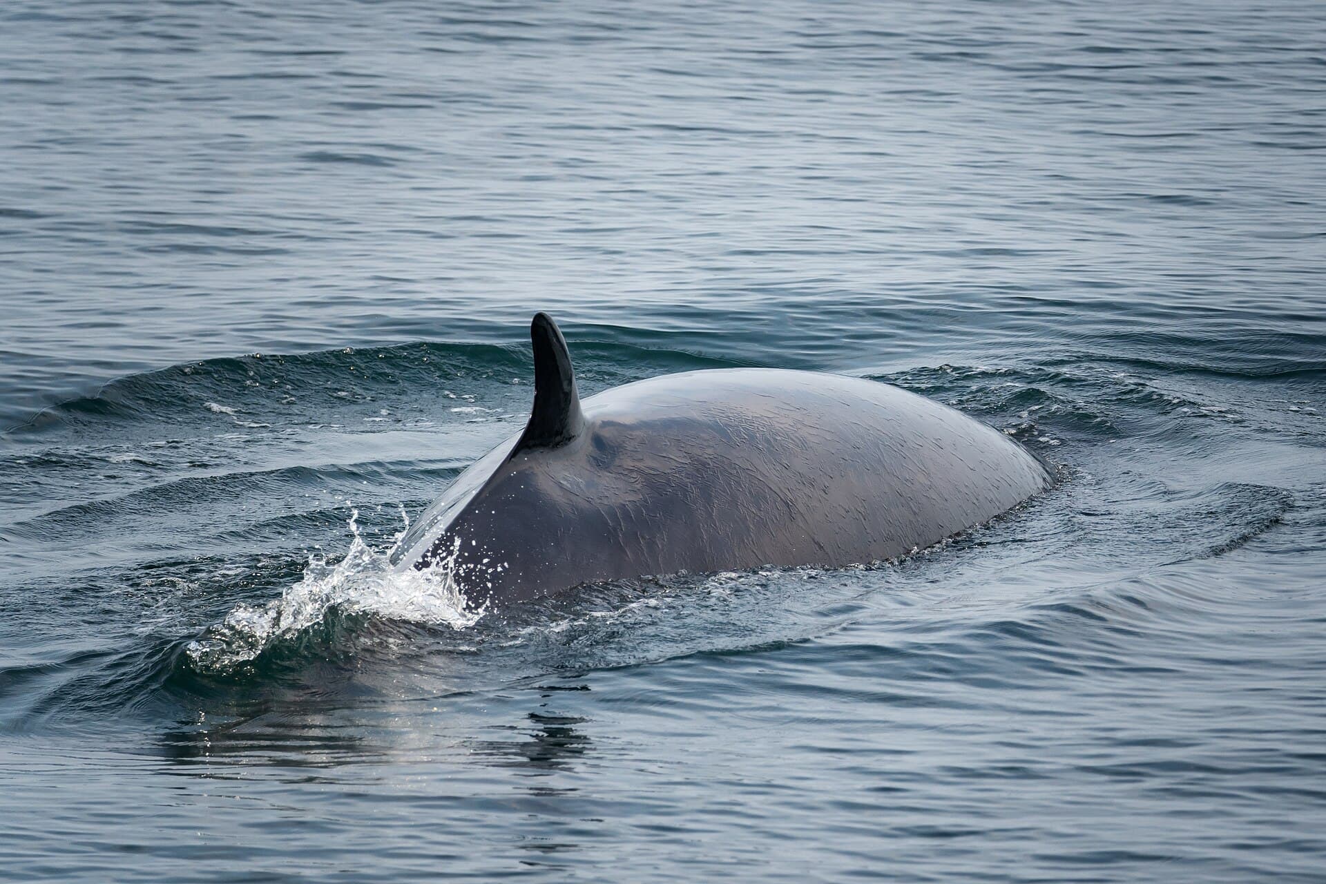 Minke Whale (Balaenoptera acutorostrata)
