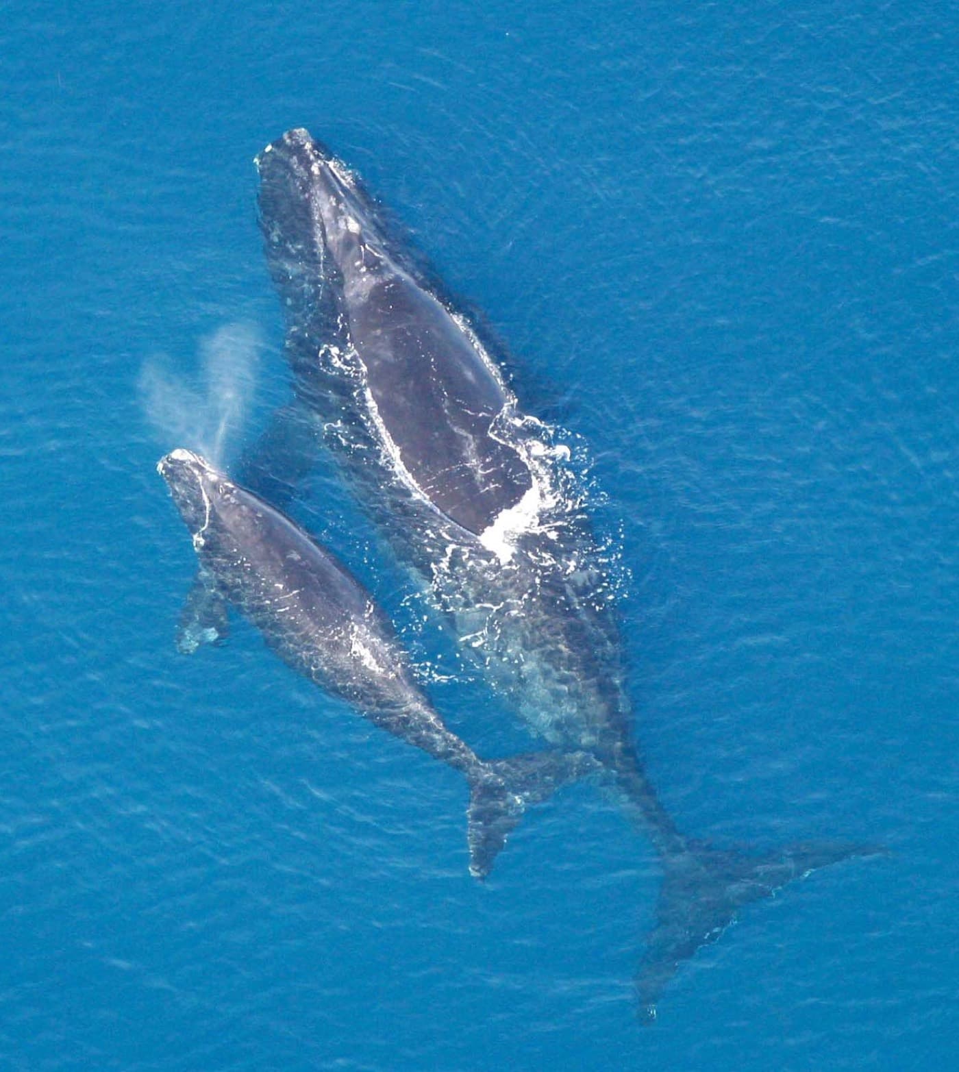 North Atlantic Right Whale (Eubalaena glacialis)