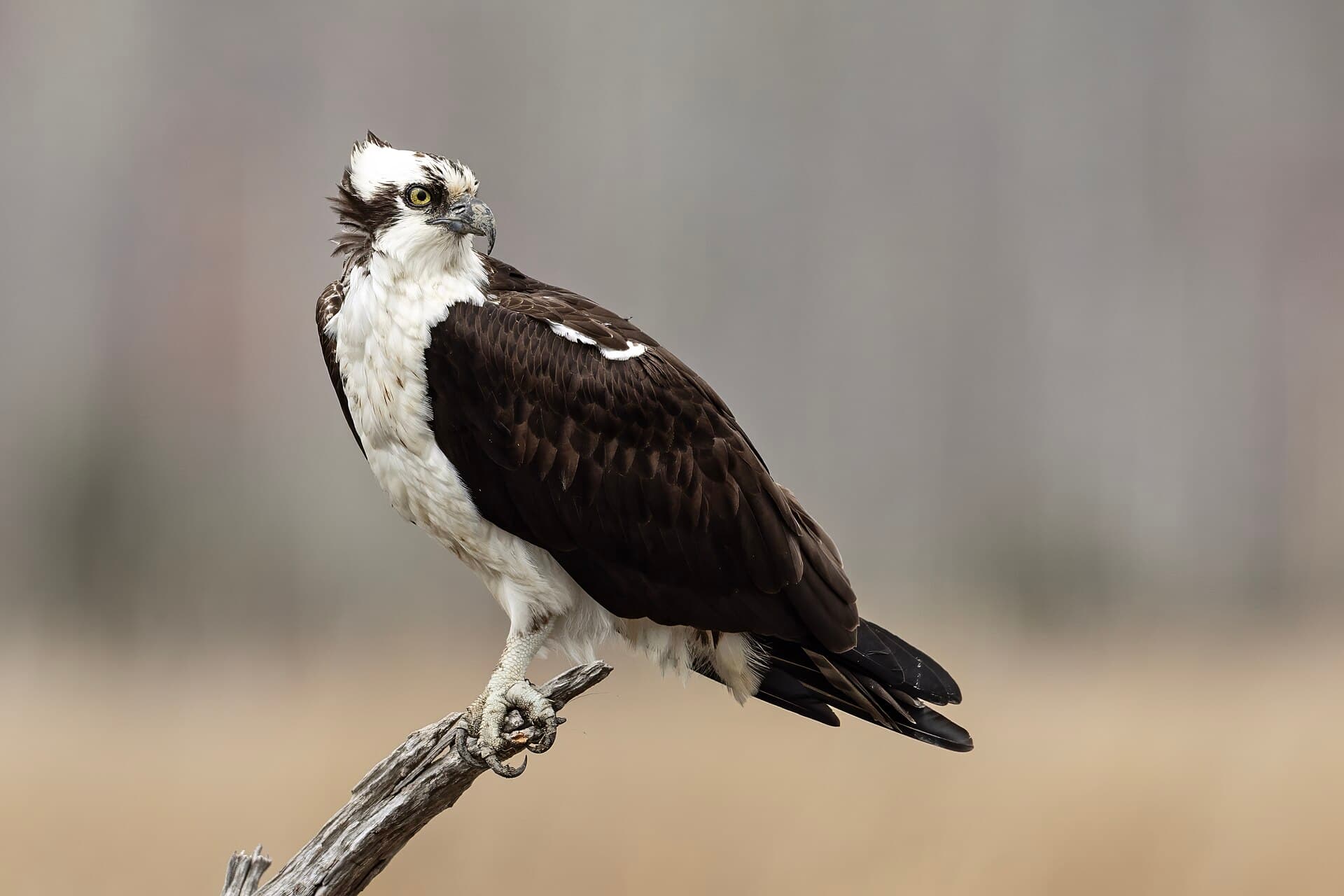 Osprey (Pandion haliaetus)