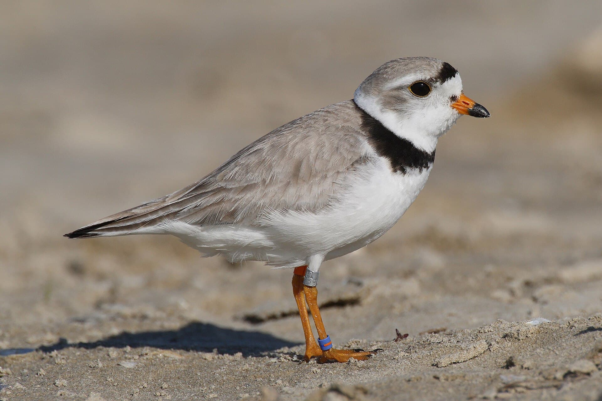 Piping Plover (Charadrius melodus)