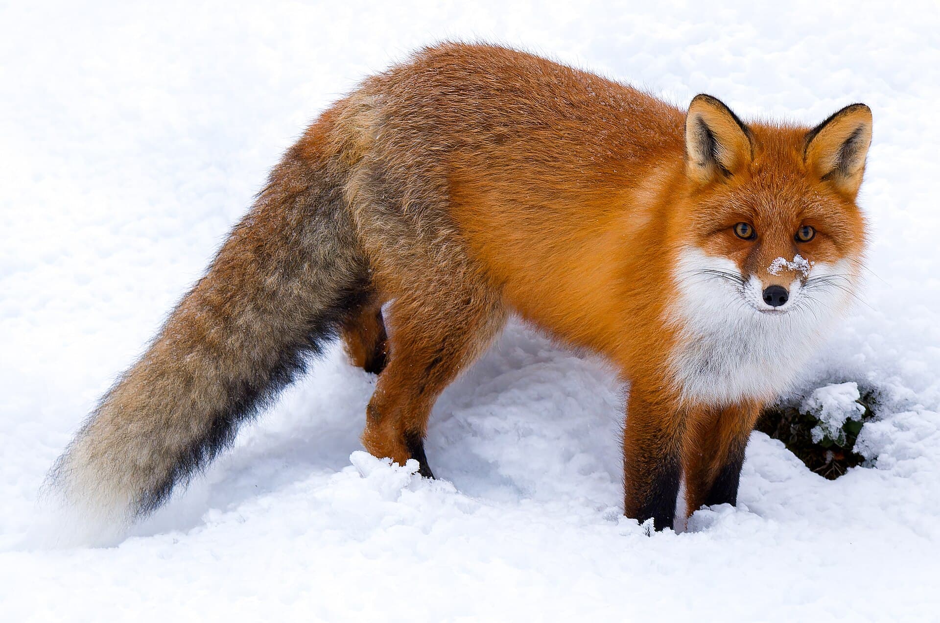 Red Fox (Vulpes vulpes)