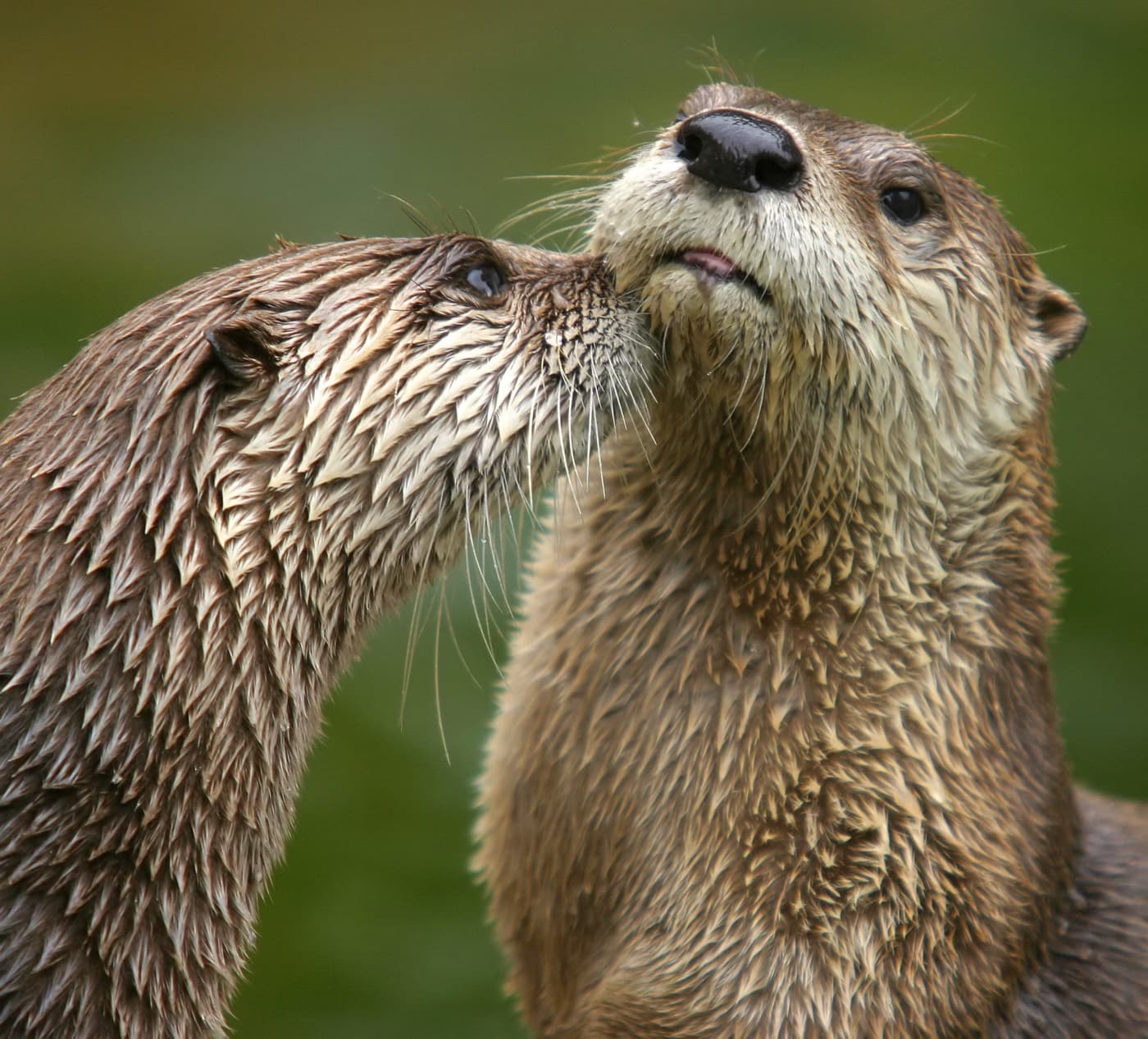 North American River Otter (Lontra canadensis)