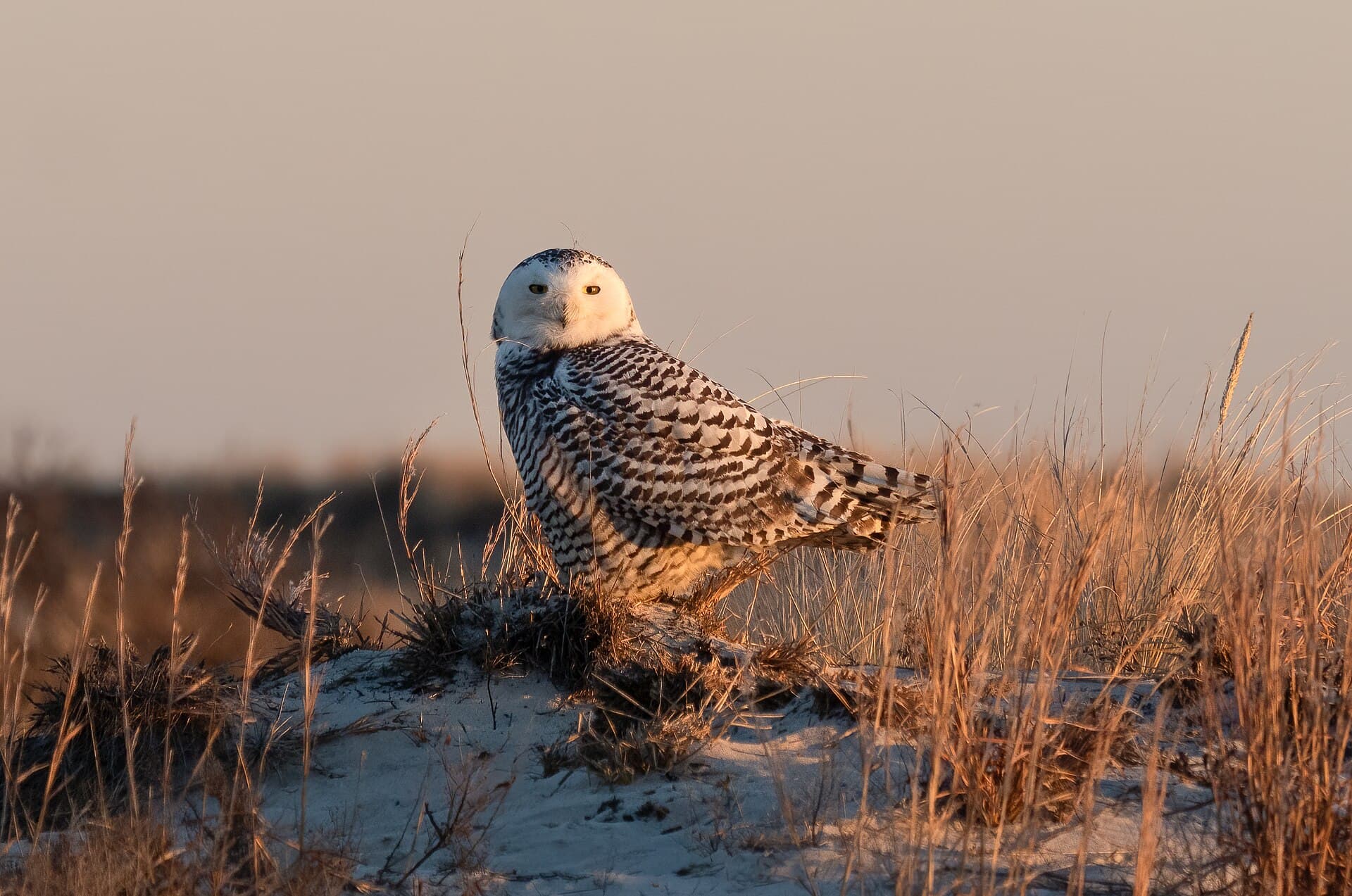 Snowy Owl (Bubo scandiacus)