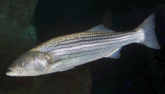 Striped Bass (Morone saxatilis)
