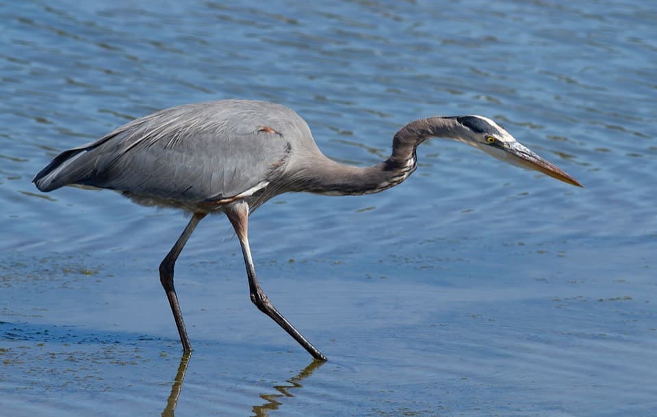 Summer Herons & Egrets (Ardeidae spp.)