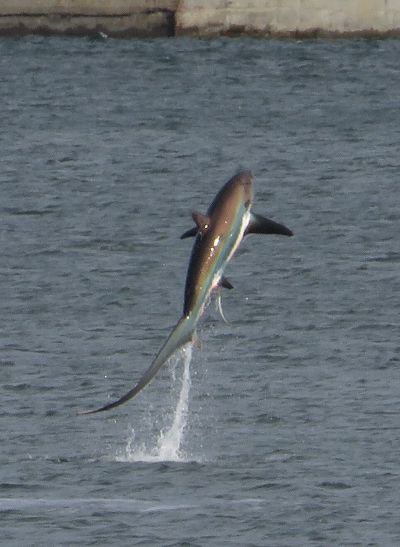 Common Thresher Shark (Alopias vulpinus)