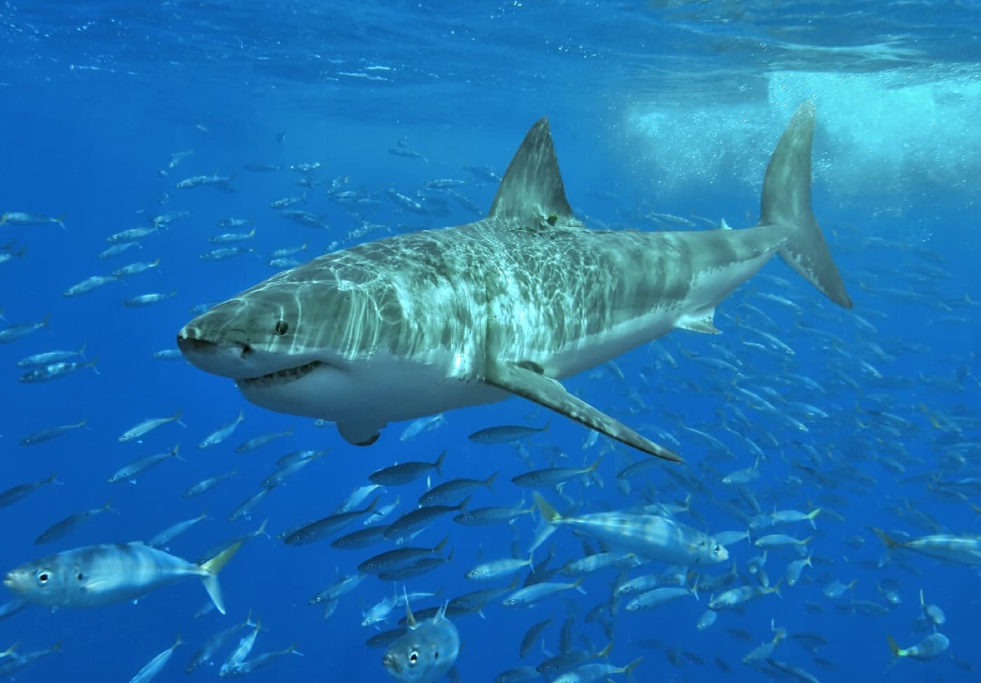 White Shark (Carcharodon carcharias)
