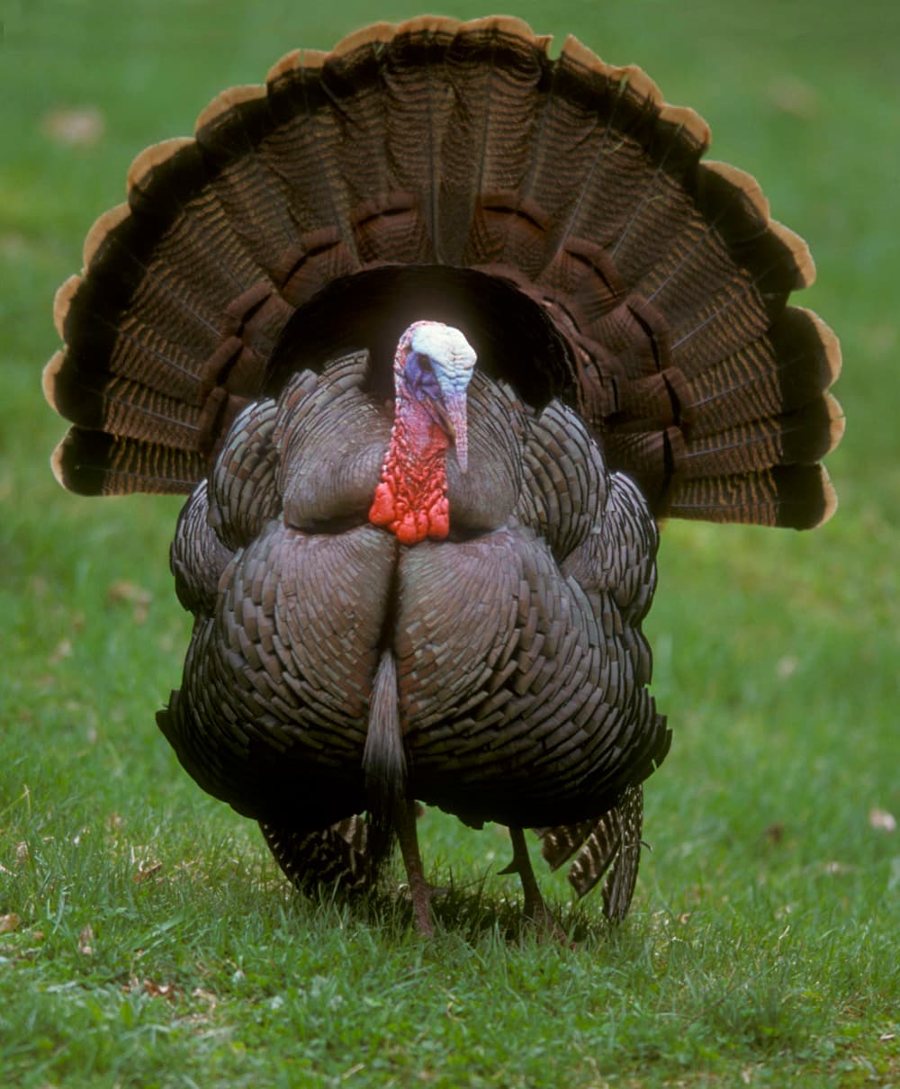 Wild Turkey (Meleagris gallopavo)