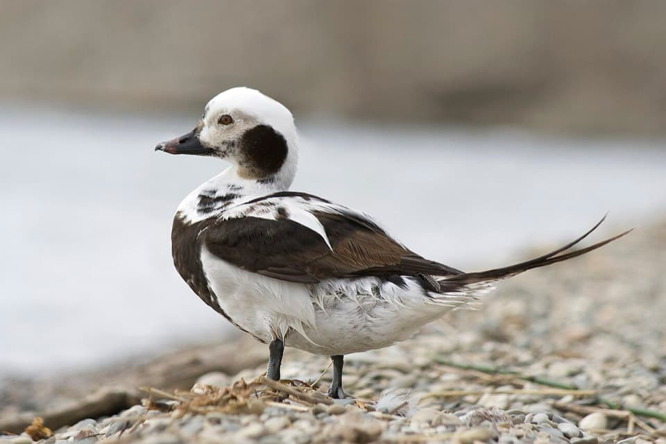 Winter Waterfowl (Anatidae spp.)