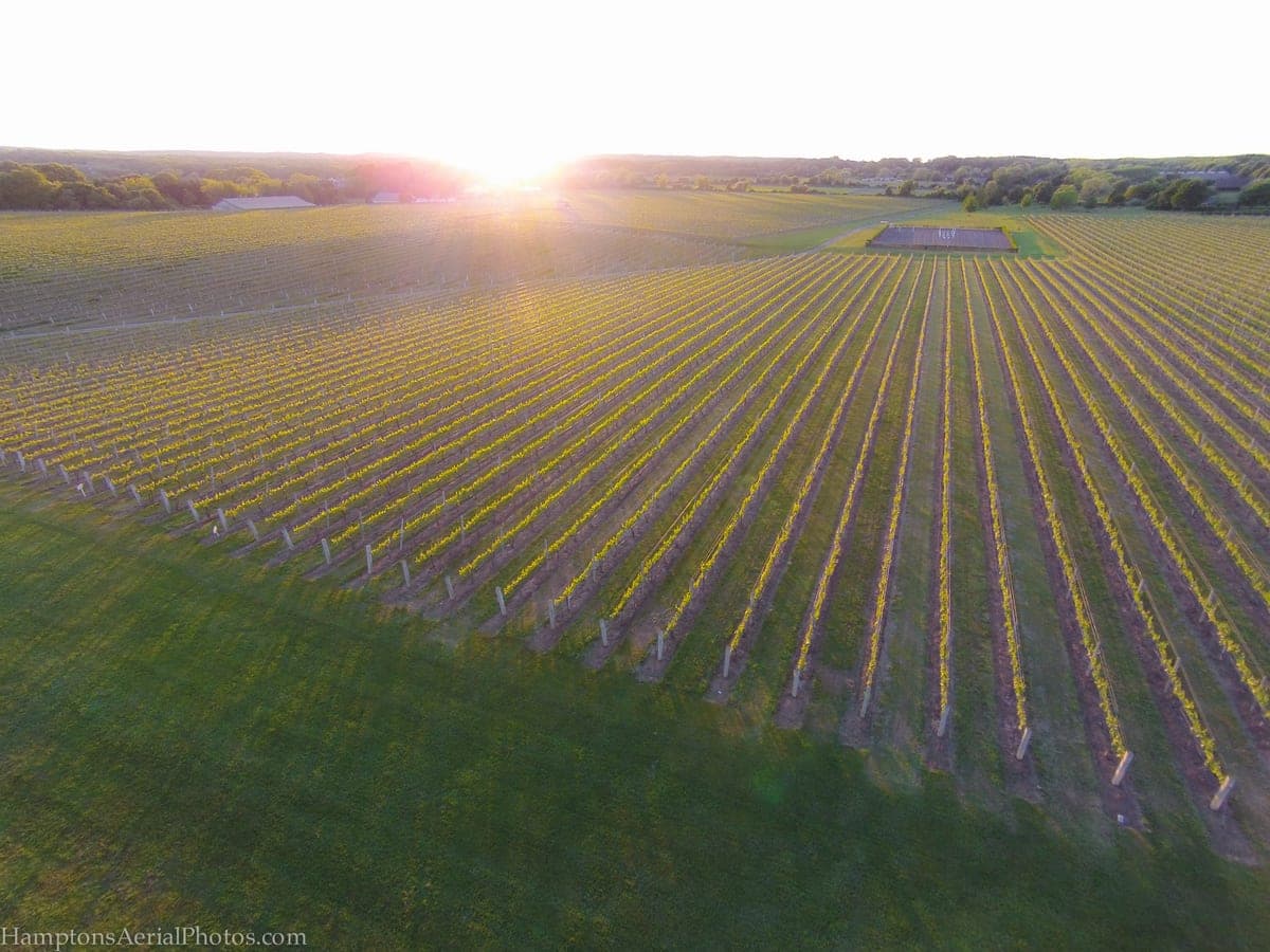 Wölffer Estate Vineyard in Sagaponack