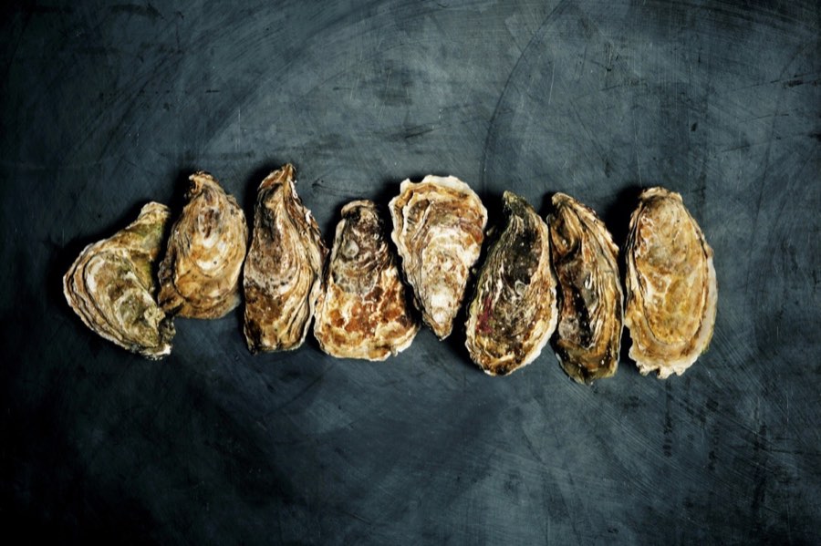 From the Bays — oysters on the East End