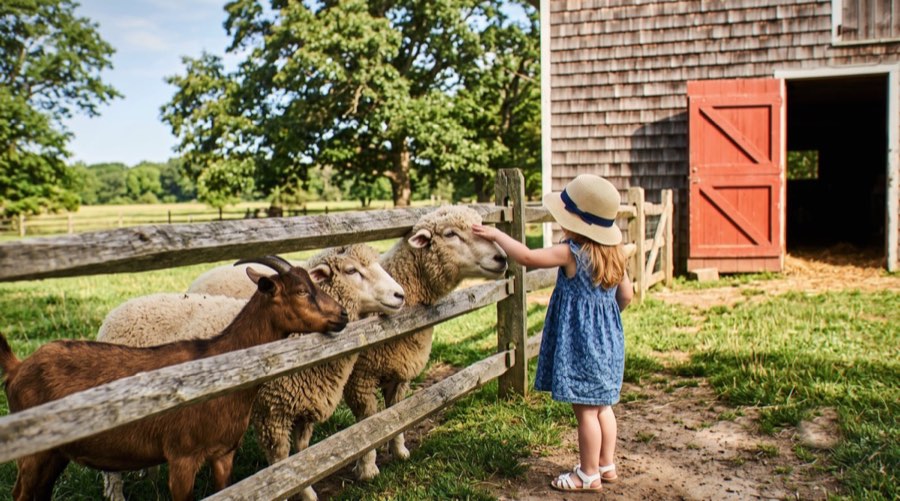 Touch animals — touch animals on the East End