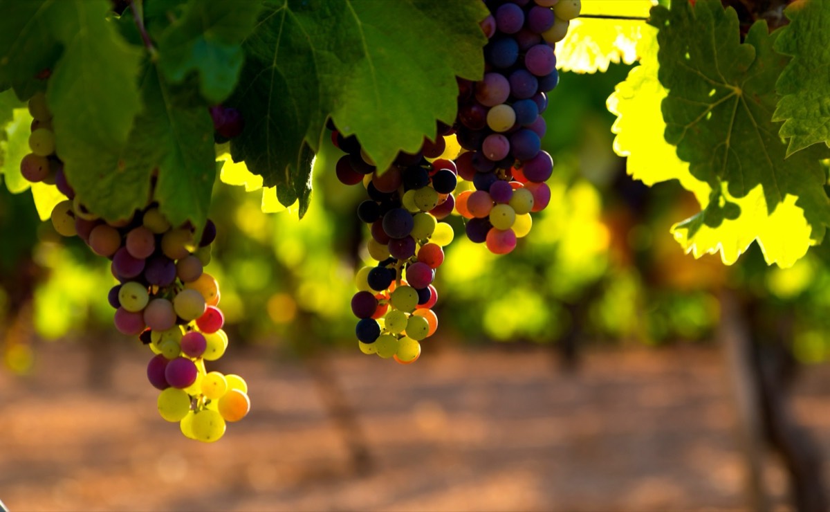 The Vineyards — wine on the East End