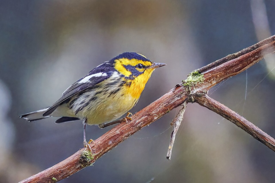 Migratory Songbirds (spring/fall) (Passeriformes spp.) — Mashomack, Morton NWR, Hither Hills