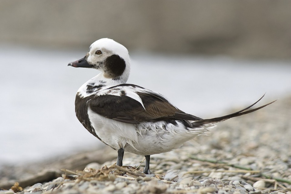 Winter Waterfowl (Anatidae spp.) — Sagg Pond, Mecox, Napeague Harbor